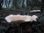 SX33131 Mushrooms near Tinkinswood burial chamber.jpg